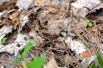 ground texture background with pieces of grass, old leaves photographed from above