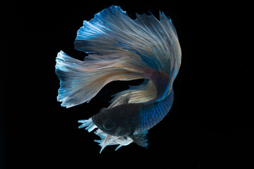 betta fish