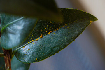 Leaves leaf texture green organic background macro layout close