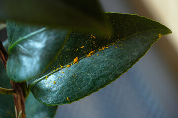 Leaves leaf texture green organic background macro layout close