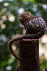 A Pygmy Marmoset (Cebuella Pygmaea)