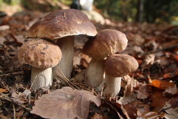 Steinpilz, Steinpilzfamilie im Wald