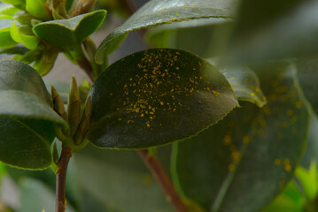 Leaves leaf texture green organic background macro layout close