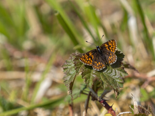 Fototapeta na wymiar Duke of Burgundy Butterfly