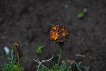 Ugly nature 