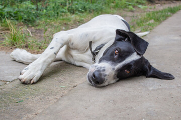 black-white dog with brown eyes .lies on the ground and looks into the frame.