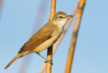 Great reed warbler, Acrocephalus arundinaceus. A bird sits on a reed stalk by the river