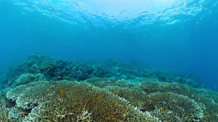 The underwater world of coral reef with fishes at diving. Coral garden under water. Panglao, Bohol, Philippines.
