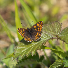 Duke of Burgundy Butterfly