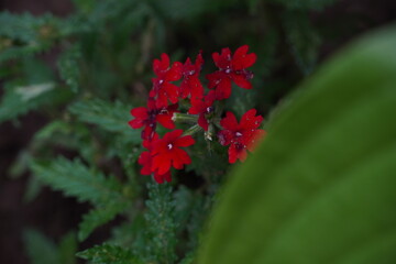 red flowers in the green garden