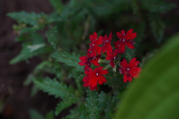 red flowers in the green garden