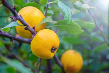 ripe yellow quince fruit on a tree in an organic garden. The quince (Cydonia oblonga) is the sole member of the genus Cydonia in the family Rosaceae