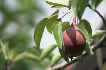 baby pears, fruits in trees