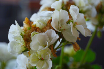 Flowers wall background with amazing white petals,red petals