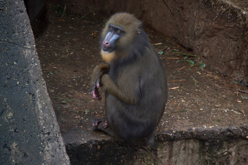 A sitting Mandrill (Mandrillus Sphinx)

