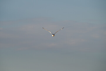 seagull in flight