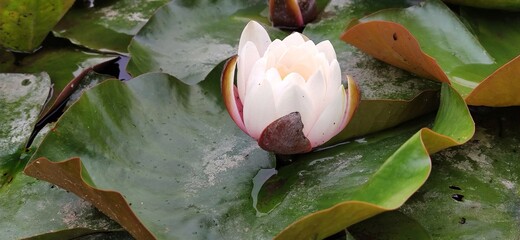 lilie © Anya Photography