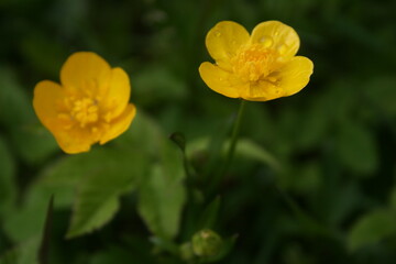 little colourful flowers in the garden