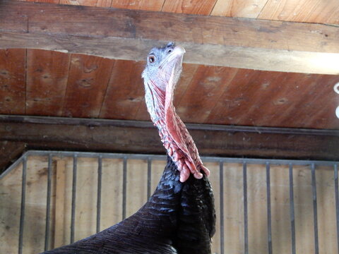 Turkey Looking Up