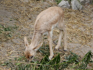 white tailed deer