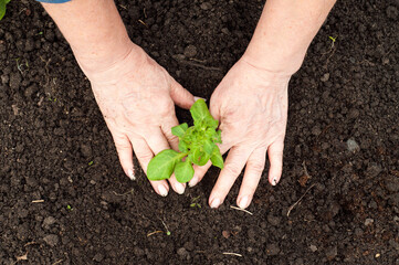 An elderly woman plants spring young plants in the soil. Work in the garden