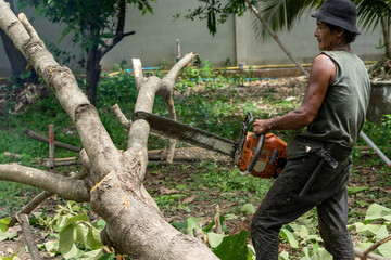 Obraz premium Portrait of arborist cutting the log by chainsaw machine with sawdust splash around. Motion blurred of sawing chainsaw