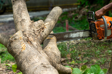 Obraz premium Closeup chainsaw cutting the log by chainsaw machine with sawdust fly around.