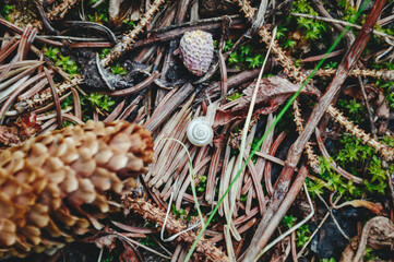 Snail in nature in green moss.