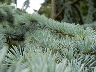 branches of a pine