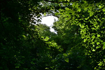 Fototapeta premium Somewhere in the forest...