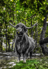 bizon © Anya Photography