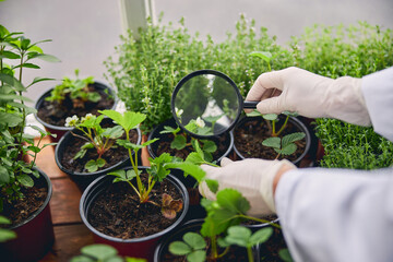 Botanist scrutinizing the leaves of wild strawberries