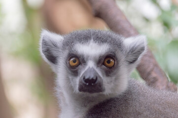 portrait of a Ring-Tailed Lemur (Lemur Catta)