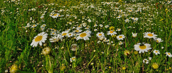 Piękna letnia łąka pokryta kwiatami. Panorama