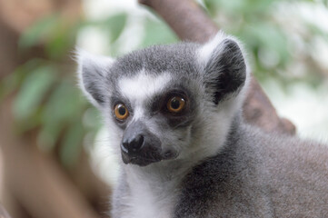 portrait of a Ring-Tailed Lemur (Lemur Catta)