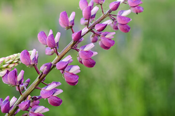 Rural landscape, one twig of a violet lupine wildflower on a grass background. Horizontal image