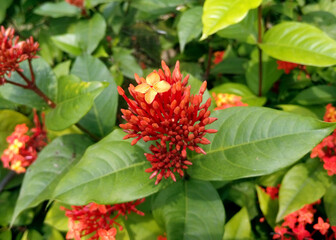 Red Ixora Buds