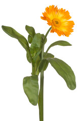 calendula flower isolated