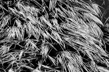 Abstract high-contrast hard image of blades of grass lying in the flowing water of a river, background or texture