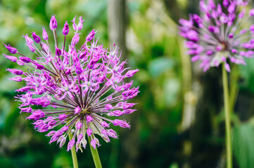 Purple flowers in the garden