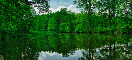 Fototapeta premium ZIELONY POROŚNIĘTY BRZEG JEZIORA