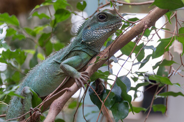 iguana on a tree