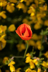 Obraz premium Mohn (Papaver)