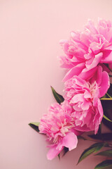 Perfect blooming peonies on pink background