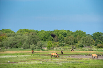 Fototapeta na wymiar Pferde auf der Nationalparkinsel Hiddensee