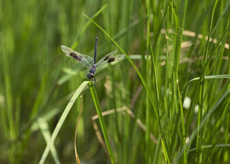 Fototapeta premium 4-Spotted Pennant, Dragonfly Lakeside Olympics Gold Medal Winner in Gymnastics - a perfect handstand on the grassy balance beam