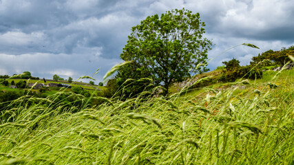 green field, tree and blue sky. Wales, United Kingdom, Europe