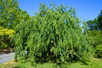 Tree in garden in spring season in Quebec Canada