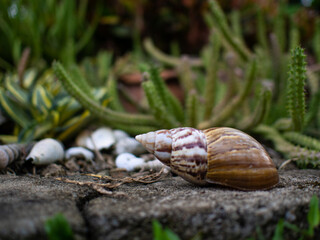 snail on the rock