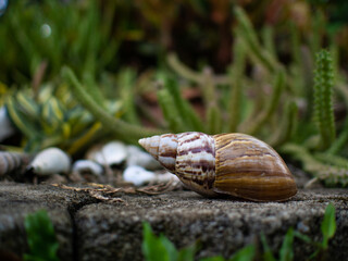 snail on the rock